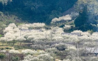 Một điểm đến Việt Nam được WTA vinh danh 3 lần: Mộc Châu vào mùa hoa mận trắng, “viên ngọc quý” giữa Tây Bắc