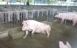 Giá heo leo thang sát Tết, thị trường khó hạ nhiệt