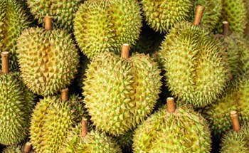 Nhiều doanh nghiệp Trung Quốc sắp đến TP HCM mua sầu riêng