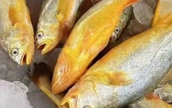 12 loại cá giàu dinh dưỡng, thịt ngọt dễ ăn, ít xương dăm, giá từ 40.000 đồng/kg tại chợ Việt