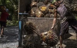 Indonesia bắt buộc dùng xăng sinh học B50, mở rộng vai trò của dầu cọ trong năng lượng