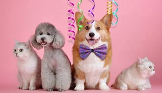 Thương mại điện tử thu 442.000 tỷ đồng sau 9 tháng, thị trường thú cưng tăng trưởng mạnh