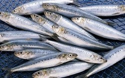 Gặp 5 loại cá sạch hiếm nuôi này nhớ mua ngay: Dồi dưỡng chất, gần như không nhiễm thủy ngân