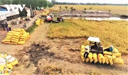 Kiến nghị mở “luồng xanh” cho vận tải đường thủy tiêu thụ lúa gạo ĐBSCL