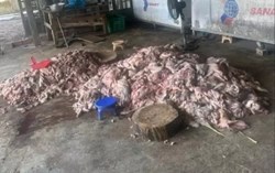 Phát hiện gần 1,5 tấn thịt lợn hôi thối chuẩn bị đưa ra tiêu thụ