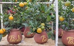 Quất bonsai mini “lên ngôi” dịp Tết: chậu nhỏ, giá không hề nhỏ
