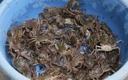 Loại thực phẩm chứa canxi vượt trội: cao gấp 175 lần cá, gấp 10 lần sữa, hơn tôm 3 lần – chuyên gia BV Bạch Mai khuyến nghị nên ăn thường xuyên