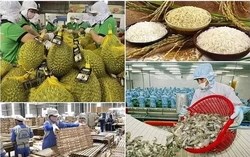 Kim ngạch nông, lâm, thủy sản khởi đầu 2026 bứt phá, thu về hơn 6,5 tỷ USD trong tháng 1