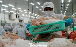 Doanh nghiệp thủy sản tạm dừng xuất khẩu sang Trung Đông vì rủi ro logistics