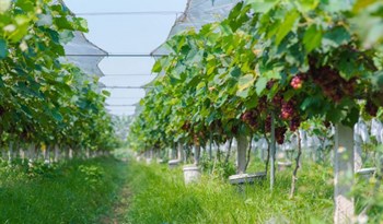Nho Hạ Đen giá 200.000 đồng/kg, hút khách đến tận vườn trải nghiệm ở Bắc Ninh