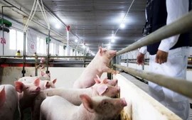 Nông nghiệp Hòa Phát nộp hồ sơ IPO, chào bán tối đa 30 triệu cổ phiếu với giá sàn 11.887 đồng/cp