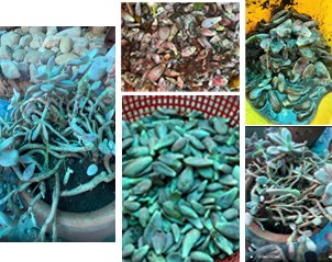 Chùa Thanh Lanh (Phú Thọ) mua cây sen đá trang trí Tết: Nhà vườn Phương Thư giao hàng cây đông lạnh, chưa hoàn tiền
