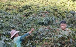 Sơn La đưa cà phê Arabica vươn ra thị trường Mỹ