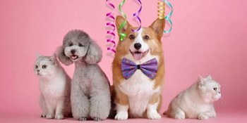 Thương mại điện tử thu 442.000 tỷ đồng sau 9 tháng, thị trường thú cưng tăng trưởng mạnh