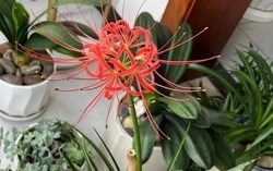 Hóa ra có 5 loại hoa càng để trong nhà càng bí bách: “Hoa thì vẫn tươi, mà người lại đuối” – ai đang trưng nên chuyển ra ngoài ngay