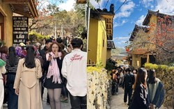 Cây hồng “hot nhất” Lô Lô Chải: Một góc homestay thành điểm check-in nghìn lượt mỗi ngày