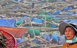 Tôm hùm rớt giá chỉ 150.000 đồng/kg sau trận lũ, người nuôi ở Đắk Lắk thiệt hại nặng nề