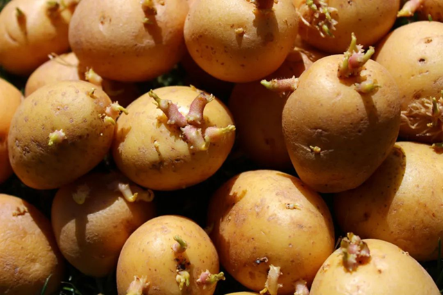 Các loại thực phẩm tiềm ẩn độc tố nguy hiểm, có thể làm tăng nguy cơ ung thư nhưng nhiều người vẫn tiếc rẻ sử dụng - Ảnh 1