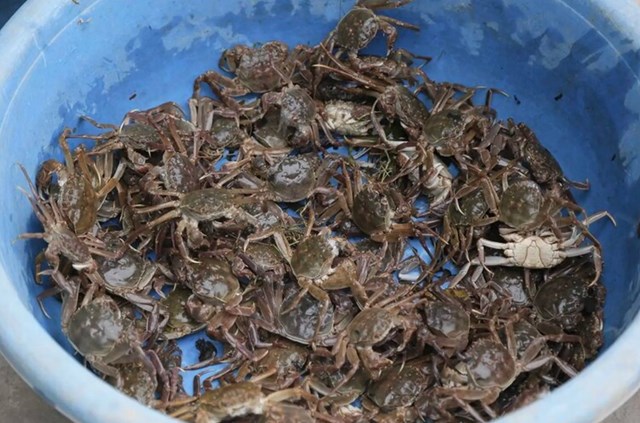 Loại thực phẩm chứa canxi vượt trội: cao gấp 175 lần cá, gấp 10 lần sữa, hơn tôm 3 lần – chuyên gia BV Bạch Mai khuyến nghị nên ăn thường xuyên - Ảnh 2