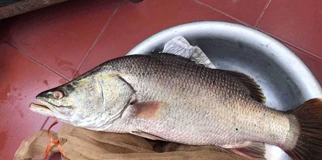 12 loại cá giàu dinh dưỡng, thịt ngọt dễ ăn, ít xương dăm, giá từ 40.000 đồng/kg tại chợ Việt - Ảnh 2