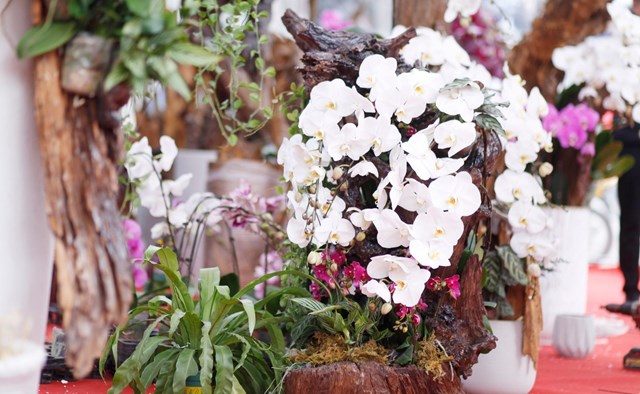 Buôn lan Tết giữa mùa rét: Tiền tỷ “nằm” trong chậu, chủ hàng thấp thỏm chờ ngày bán - Ảnh 1