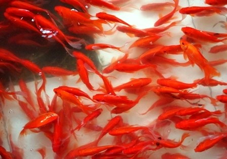 Ngày 23 tháng Chạp: Cá chép tiễn Táo quân rớt giá, chợ Yên Sở đìu hiu - Ảnh 1