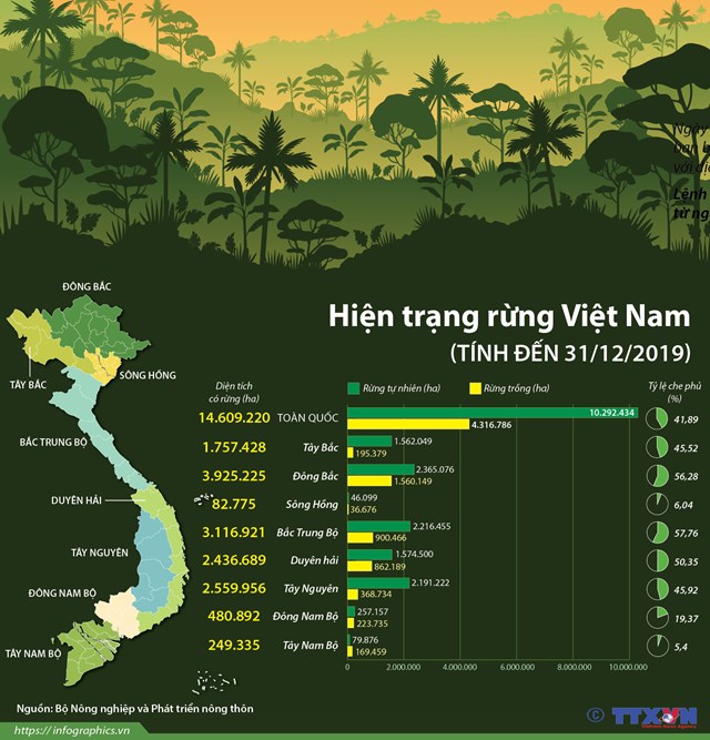 Hiện trạng rừng Việt Nam (t&#237;nh đến 31/12/2019) - Ảnh 1