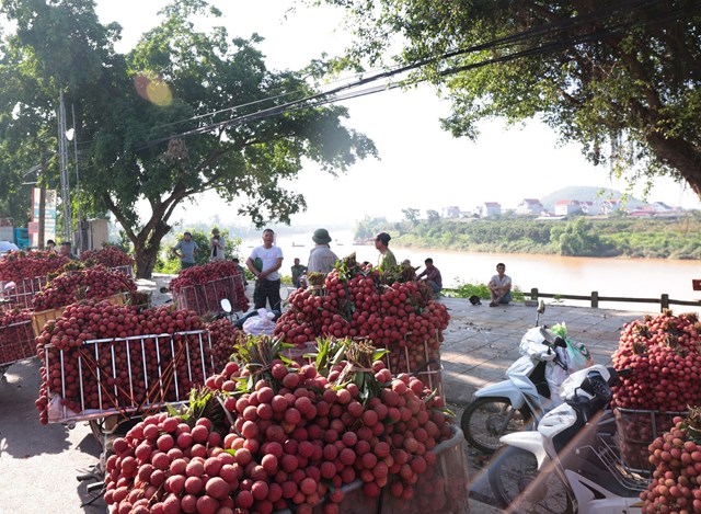 Bắc Giang: Gi&#225; vải s&#225;ng m&#249;ng 1 &#226;m lịch giảm sốc c&#242;n 3.000 đồng/kg, người d&#226;n thất thần chờ thương l&#225;i - Ảnh 1