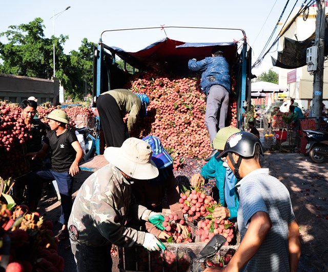 Bắc Giang: Gi&#225; vải s&#225;ng m&#249;ng 1 &#226;m lịch giảm sốc c&#242;n 3.000 đồng/kg, người d&#226;n thất thần chờ thương l&#225;i - Ảnh 2