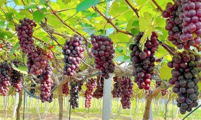 Nho Hạ Đen giá 200.000 đồng/kg, hút khách đến tận vườn trải nghiệm ở Bắc Ninh - Ảnh 1