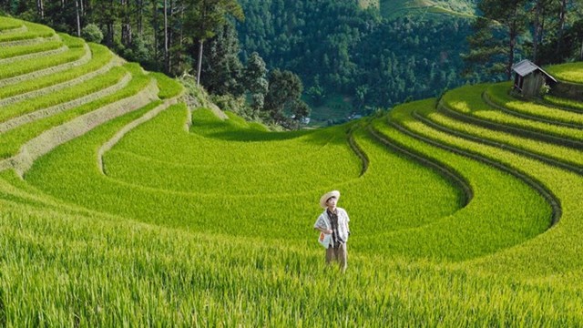 Đồi M&#243;ng Ngựa M&#249; Cang Chải – điểm ngắm m&#249;a l&#250;a ch&#237;n si&#234;u thực, thu h&#250;t đ&#244;ng đảo du kh&#225;ch v&#224; nhiếp ảnh gia - Ảnh 4