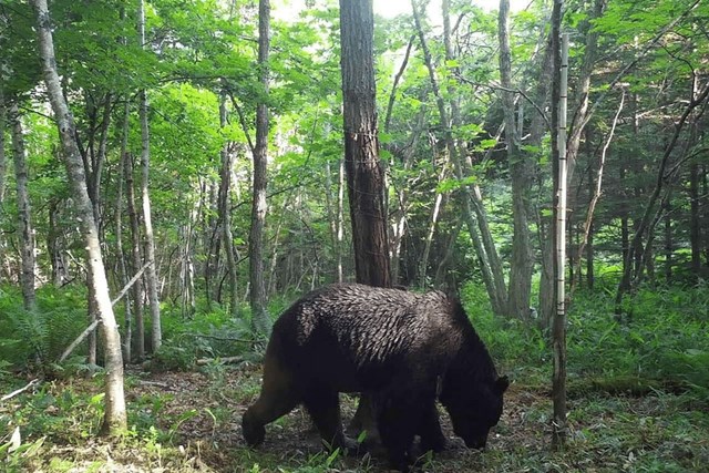 Nhật Bản đối mặt “năm thảm họa gấu”: Ch&#237;nh phủ lần đầu ban cảnh b&#225;o to&#224;n quốc v&#236; số vụ tấn c&#244;ng tăng kỷ lục - Ảnh 1