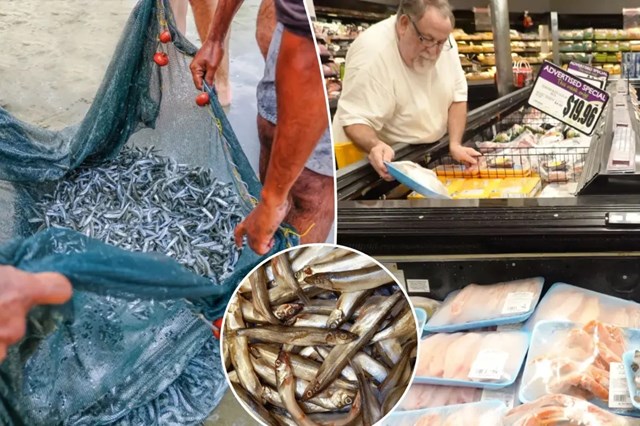 C&aacute;c loại c&aacute; nhỏ l&agrave; b&iacute; quyết sống thọ của người Nhật (Ảnh minh họa).