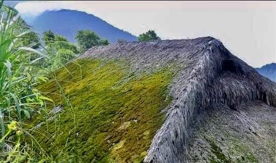 Một m&aacute;i nh&agrave; truyền thống ở X&agrave; Ph&igrave;n c&oacute; thể cần tới h&agrave;ng ngh&igrave;n l&aacute; cọ xếp chồng để tạo th&agrave;nh lớp m&aacute;i d&agrave;y. (Ảnh: Tạp ch&iacute; Nghi&ecirc;n cứu D&acirc;n tộc v&agrave; T&ocirc;n gi&aacute;o)