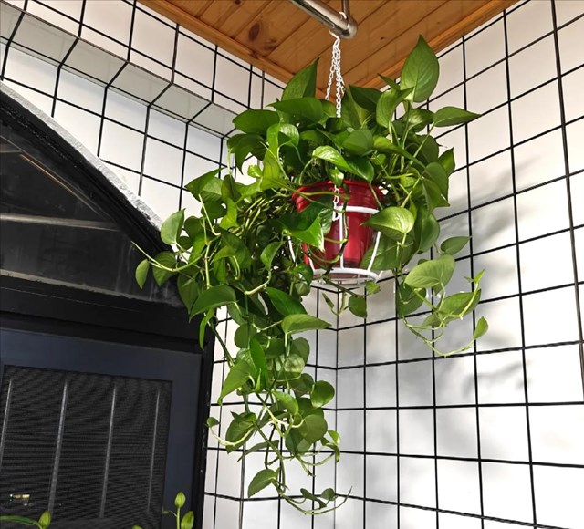 H&#243;a ra c&#243; 5 loại hoa c&#224;ng để trong nh&#224; c&#224;ng b&#237; b&#225;ch: “Hoa th&#236; vẫn tươi, m&#224; người lại đuối” – ai đang trưng n&#234;n chuyển ra ngo&#224;i ngay - Ảnh 1