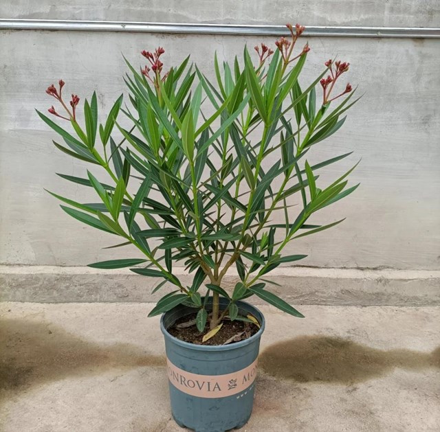 H&#243;a ra c&#243; 5 loại hoa c&#224;ng để trong nh&#224; c&#224;ng b&#237; b&#225;ch: “Hoa th&#236; vẫn tươi, m&#224; người lại đuối” – ai đang trưng n&#234;n chuyển ra ngo&#224;i ngay - Ảnh 2