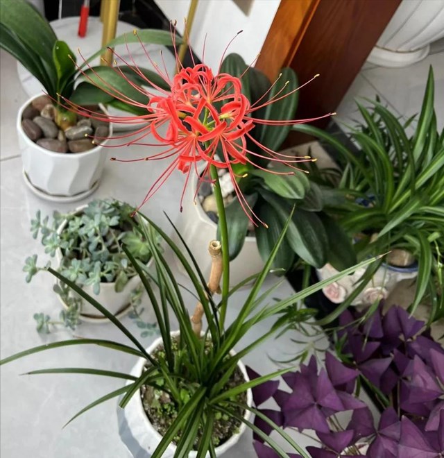 H&#243;a ra c&#243; 5 loại hoa c&#224;ng để trong nh&#224; c&#224;ng b&#237; b&#225;ch: “Hoa th&#236; vẫn tươi, m&#224; người lại đuối” – ai đang trưng n&#234;n chuyển ra ngo&#224;i ngay - Ảnh 3