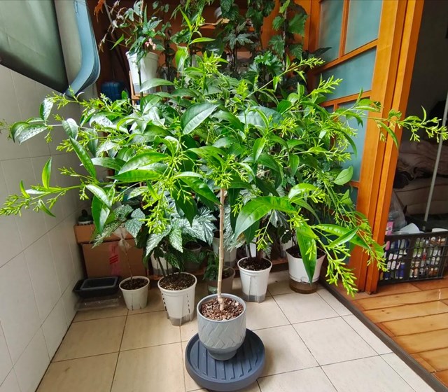 H&#243;a ra c&#243; 5 loại hoa c&#224;ng để trong nh&#224; c&#224;ng b&#237; b&#225;ch: “Hoa th&#236; vẫn tươi, m&#224; người lại đuối” – ai đang trưng n&#234;n chuyển ra ngo&#224;i ngay - Ảnh 4