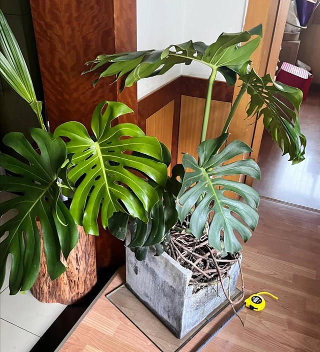 H&#243;a ra c&#243; 5 loại hoa c&#224;ng để trong nh&#224; c&#224;ng b&#237; b&#225;ch: “Hoa th&#236; vẫn tươi, m&#224; người lại đuối” – ai đang trưng n&#234;n chuyển ra ngo&#224;i ngay - Ảnh 5