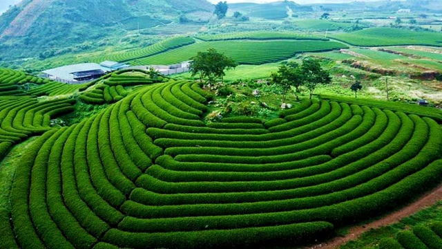 Một điểm đến Việt Nam được WTA vinh danh 3 lần: Mộc Châu vào mùa hoa mận trắng, “viên ngọc quý” giữa Tây Bắc - Ảnh 2